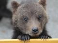 Bear B