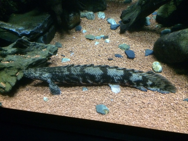「環境水族館」アクアマリンふくしま