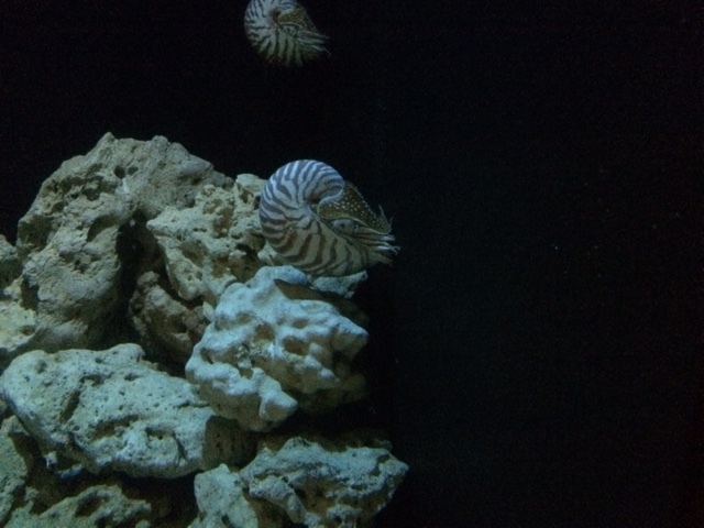 「環境水族館」アクアマリンふくしま